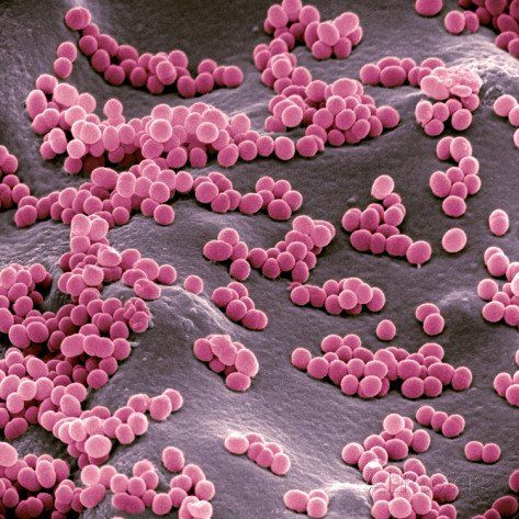 Micrococcus bacteria